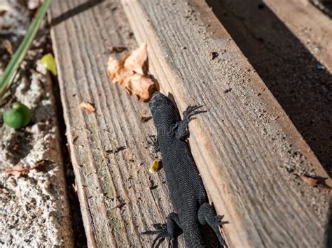 Young Viviparous Lizard or Common Lizard (Zootoca Vivipara) Sunbathing Stock Photo - Image of ...