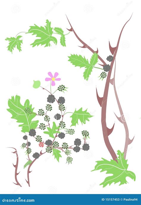 Blackberry Bramble Stock Vector Illustration Of Green 15157453