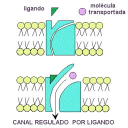 Normal Árbol Delgado transporte de moleculas pequeñas escarabajo