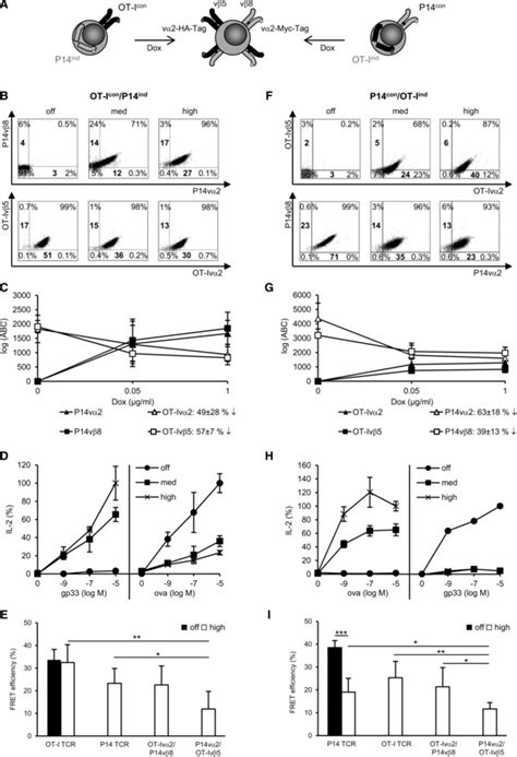 Analysis Of TCR Expression Functionality And TCR Mispairing In Dual