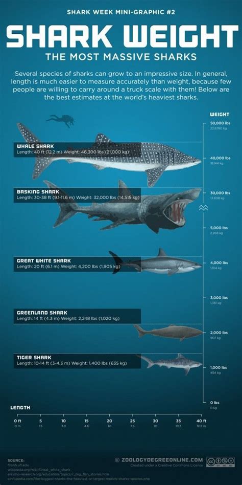 Pin By Radialv On Size Matters Shark Facts Shark Basking Shark