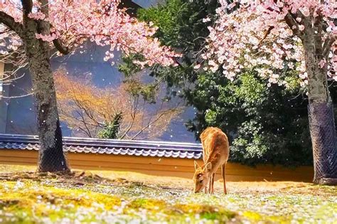 Osaka Nara Todaiji Uji Matcha And Hot Spring Tour GetYourGuide