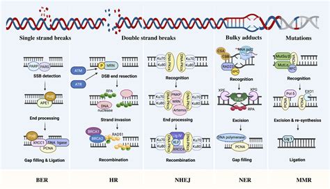 Targeting Dna Repair Pathway In Cancer Mechanisms And Clinical