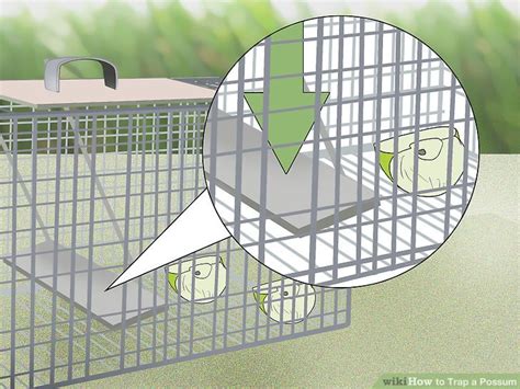 3 Ways to Trap a Possum - wikiHow