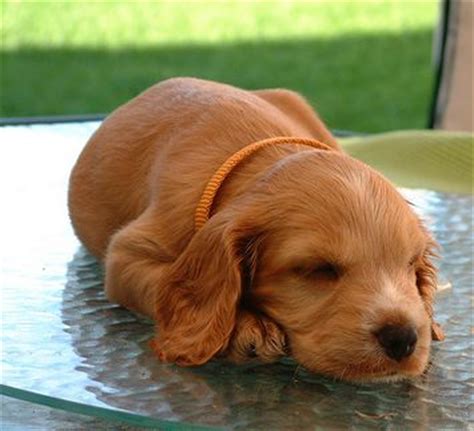 picture of cocker spaniel puppy sleeping.JPG (1 comment)