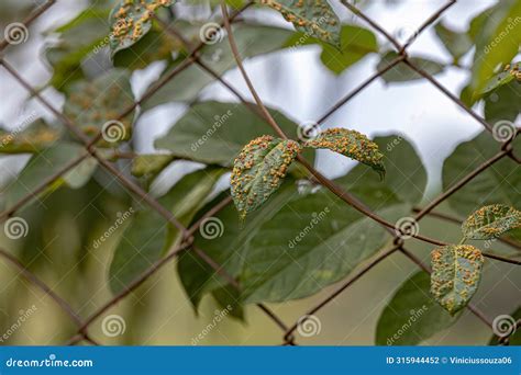 Plant Leaves Full of Galls Caused by Mites Stock Photo - Image of mites, agriculture: 315944452