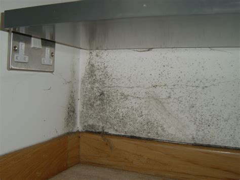 Black Mould Expert Help And Advice Simply Explained