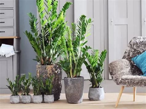 Plantas Para Escrit Rio Para Decorar E Renovar As Energias