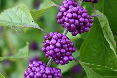 Free Images Blossom Flower Purple Food Produce Flora Blackberry Shrub Viburnum