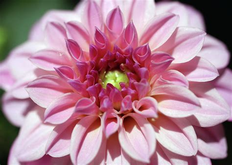 Summer Joy And Sunshine Dahlia Photograph By Johanna Hurmerinta Pixels