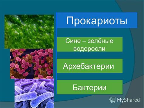 Презентация Прокариоты 7 Класс - dealspecification