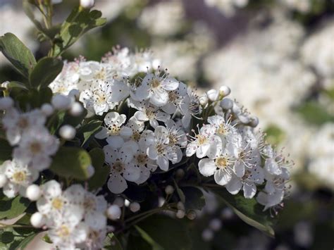 Firethorn Pyracantha Blossom - Free photo on Pixabay - Pixabay