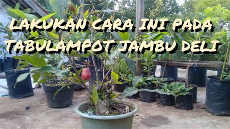 Lakukan Ini Agar Jambu Deli Madu Berbuah Lebat