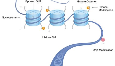 Chromatin Structure