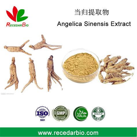 Ligustilide Chinese Dong Quai Angelica Sinensis Angelica Extract Powder China Angelica Extract