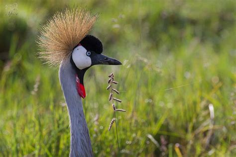 Top Spots to See Birds in Africa - Blog - Iconic Africa | Africa, Bird ...