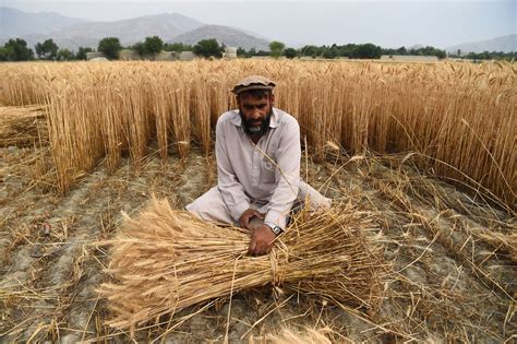 La Fao Sitúa La Cosecha Mundial 2223 De Cereales En Los 27845