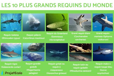 Les Plus Grands Requins Du Monde Noms Et Photos