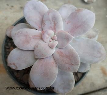 Suculenta Graptopetalum Superbum Foto Da Muda Como Cultivar