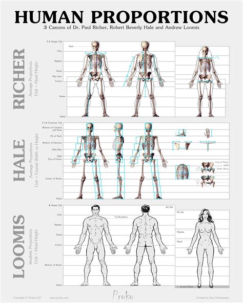 Pin on Anatomy Ref: Male Body | Human figure, Human figure drawing
