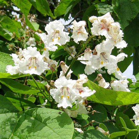 Buy affordable Northern Catalpa trees at our online nursery - Arbor Day ...