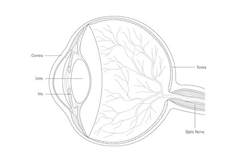 The Human Eye Erco Lighting Knowledge