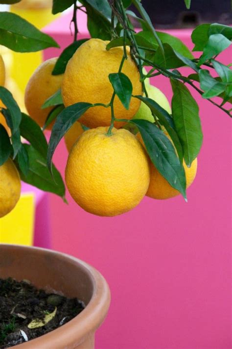 Sigue Estos Cuidados A Tu Limonero En Maceta Para Que Siempre Dé Fruto Y Esté Sano Gastrolab