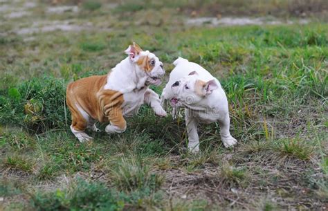 Two English Bulldog Puppies Playing on the Lawn Stock Image - Image of ...