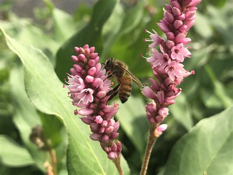Wisconsin Wildflower | Terrestrial Swamp Smartweed | Persicaria