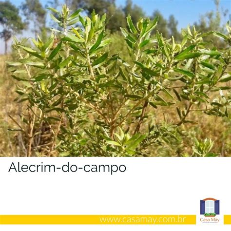 Campo De Alecrim Dourado - O lindo alecrim-dourado e seu óleo que cheira a mel – Casa Máy