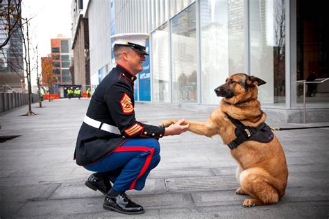 Meet the three-legged military dog who has been awarded the highest war ...