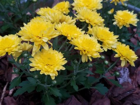 Full Sun Exposure Chrysanthemum Sevanthi Flower Plants, For Garden at ...