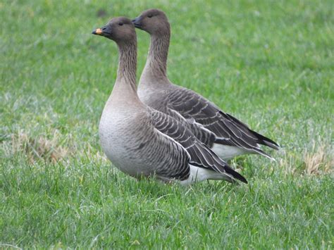 Tundra Bean Goose