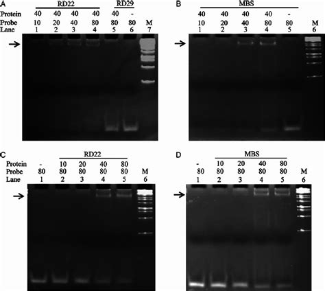 The Emsa Study Showing Binding Of Sbmyb44 Protein With Different Cis