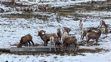 Elk And Bighorn Sheep Feeding Station Oak Creek Wildlife Area Near