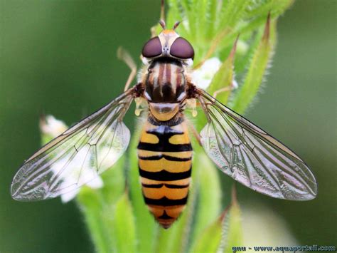 Ordre Diptera Diptères