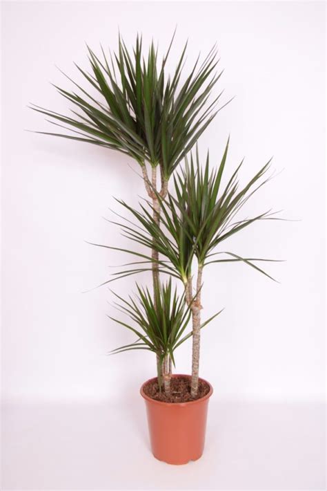 Dracaena Marginata Urban Plant Life