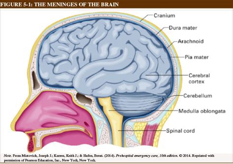 Anatomy And Physiology 1 Chapter 12 Diagram Quizlet