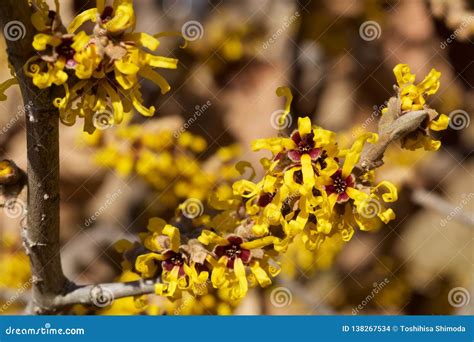 Yellow Flower Witch Hazel Blossoms In Early Spring Stock Photo Image