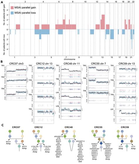 Parallel Evolution A Genomic Position And Size Of All Mirrored Download Scientific Diagram