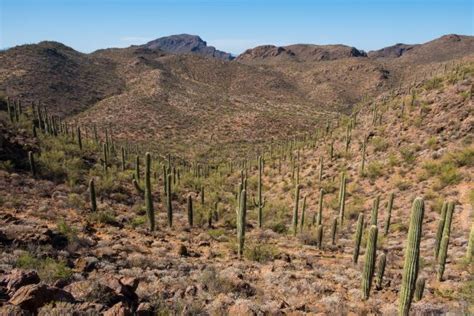 30 Photos Of Arizona S Sonoran Desert Gearminded