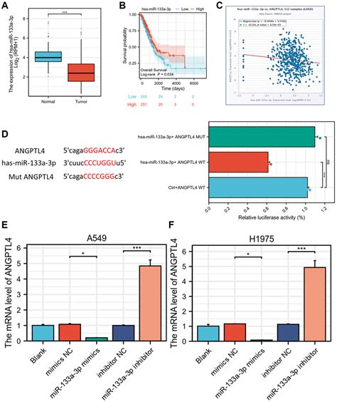 Angptl A Direct Target Of Hsa Mir A P Accelerates Lung