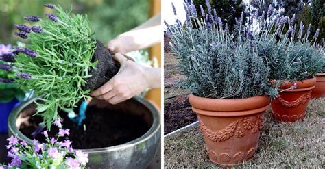 Como Plantar Lavanda Em Casa Passo A Passo