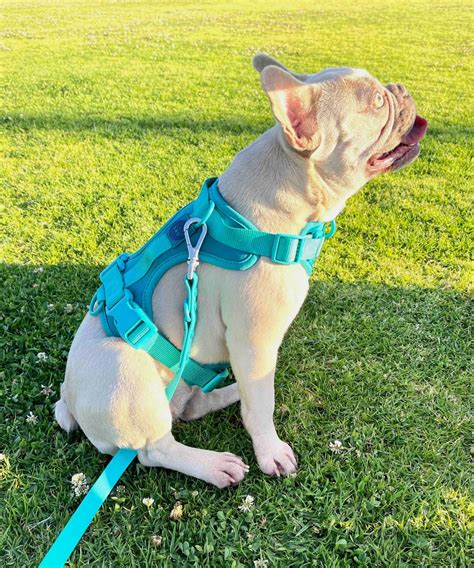 Dog Collar And Leash Set