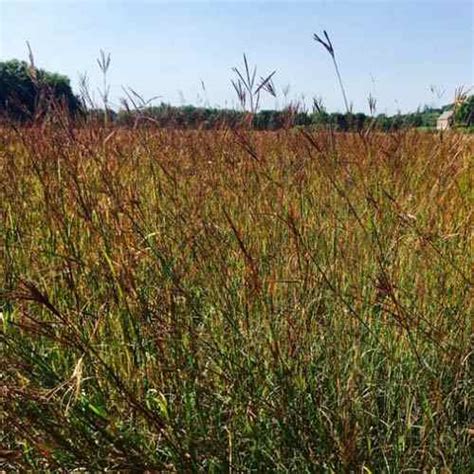 Tall Native Prairie Drought Tolerant Grass Seed Mix For Xeriscape Landcapes