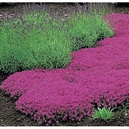 Amazon Rainbow Creeping Thyme Planted Blue Rock Cress Plants