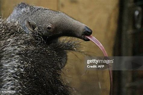 Anteater Tongue Anatomy