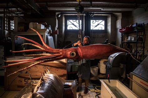 Giant squid gets makeover before showtime - Science & Tech - The Jakarta Post