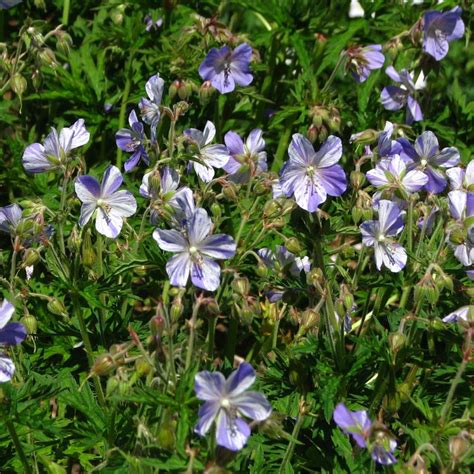 Geranium Vivace Pratense Splish Splah Fleurs Blanches Clabouss De Mauve