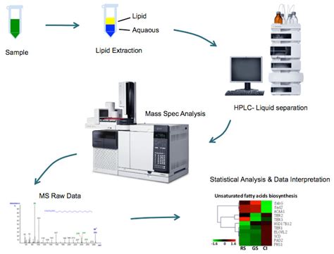 Targeted Lipidomics Creative Proteomics